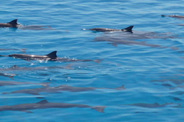 Casa Delfinilor din Hurghada