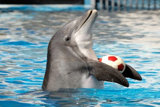Delfinarium i Pokaz Delfinów w Sharm El Sheikh