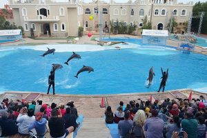 Delfíní Show – Delfinárium v Šarm aš-Šajchu