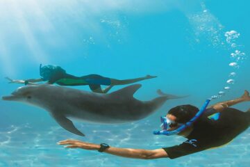 Dolphin House (Casa Delfinilor) din Hurghada
