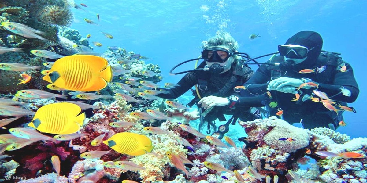Scufundări de la țărm în Sharm El Sheikh