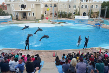 Show-uri cu delfini din Hurghada