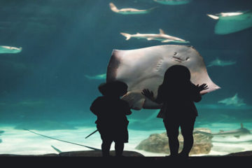 Големият аквариум в Хургада