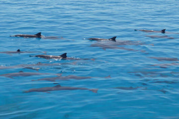 Къща за делфини в Хургада — делфинов залив