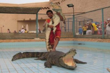 Shou krokodilov v Sharm el' sheykhe