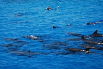 Schnorcheln & Schwimmen mit Delfinen in Hurghada