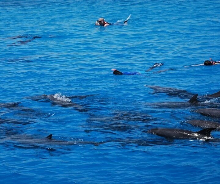 Schnorcheln & Schwimmen mit Delfinen in Hurghada