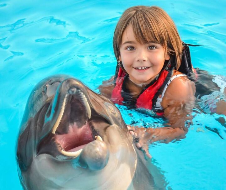 Schwimmen sie mit Delfinen