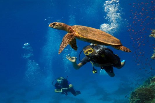 MARSA MUBARAK – OGRÓD KORALOWY