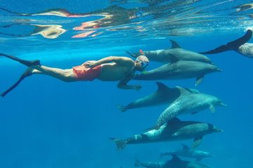 Rafa Delfinów - Dom delfinów z Marsa alam