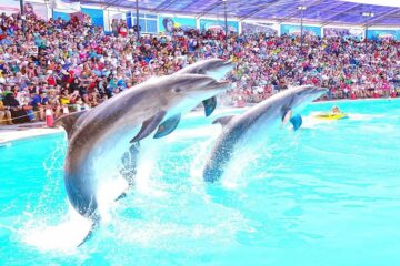 Dolphin Show in Sharm el sheikh