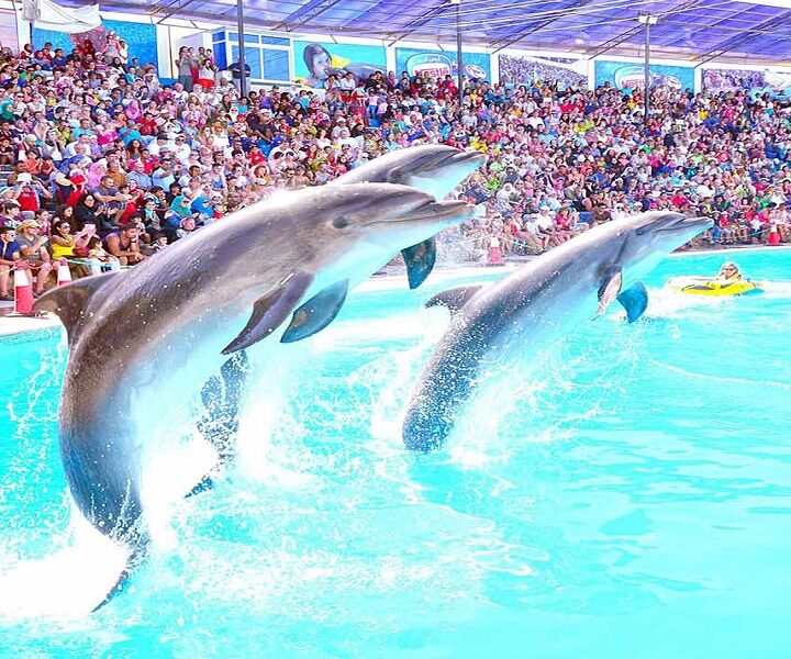 Dolphin Show in Sharm el sheikh