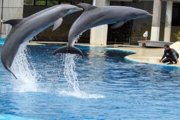 Spectacle de dauphins à Hurghada