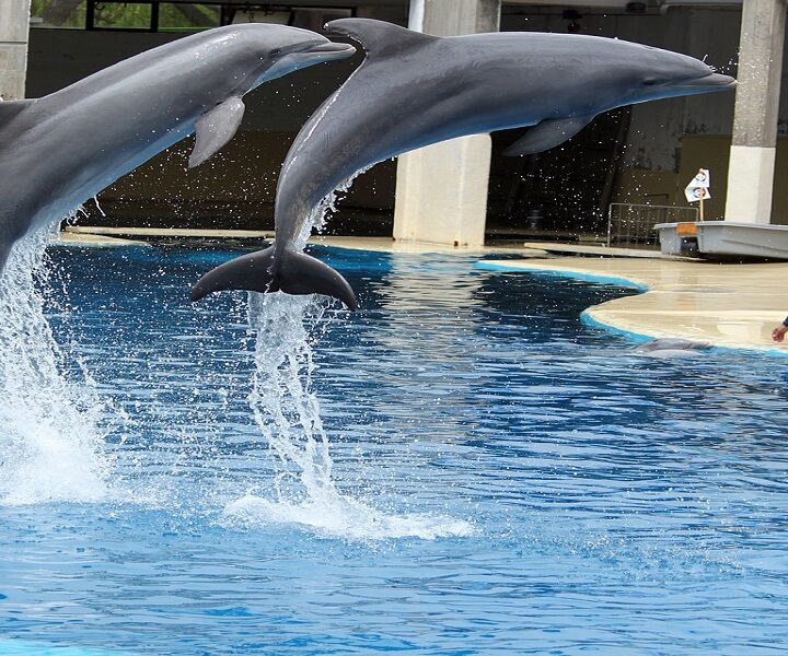 Spectacle de dauphins à Hurghada