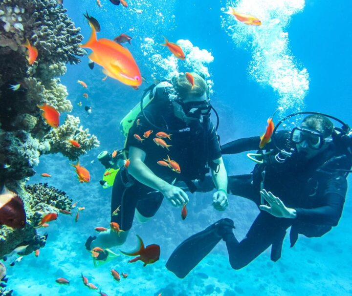 Diving with Boat trip to Ras Mohammed &white island Snorkeling