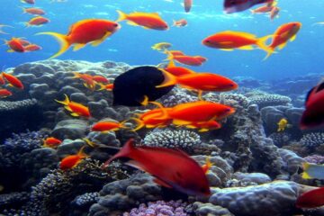 Escursione di snorkeling in barca vicino all'isola di Tiran