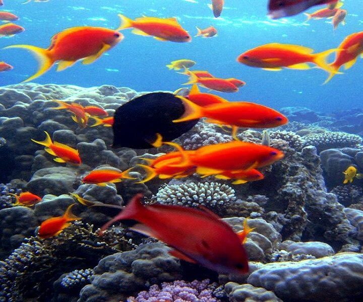 Escursione di snorkeling in barca vicino all'isola di Tiran