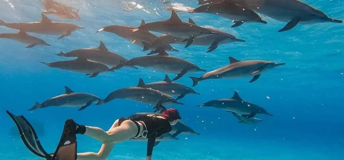 La Maison des Dauphins depuis Hurghada