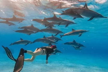 La Maison des Dauphins depuis Hurghada