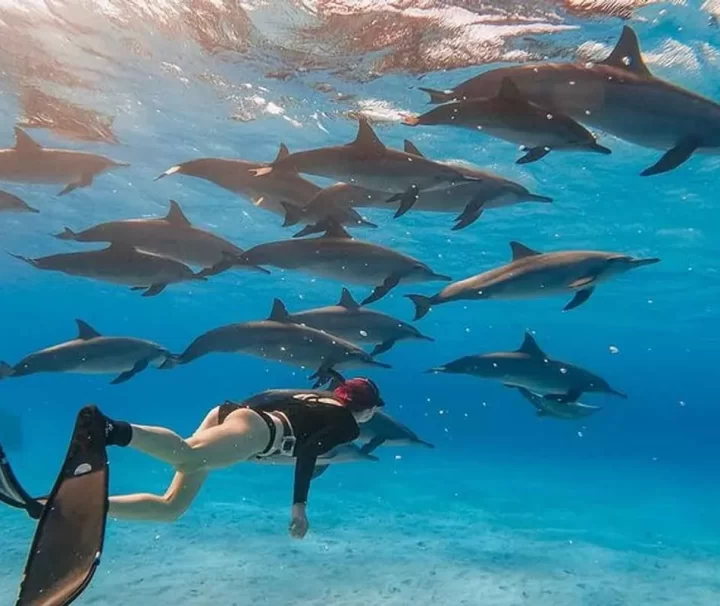 La Maison des Dauphins depuis Hurghada