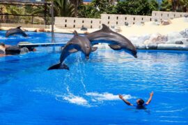 Spettacolo dei delfini a Sharm el Sheikh