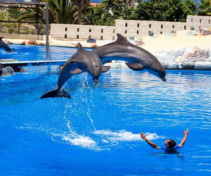 Spettacolo dei delfini a Sharm el Sheikh