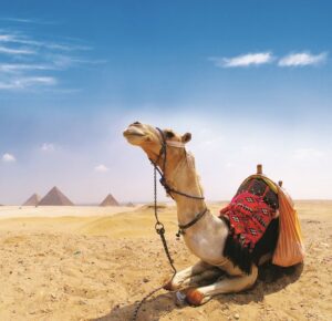 Sharm El Sheikh to Pyramids distance