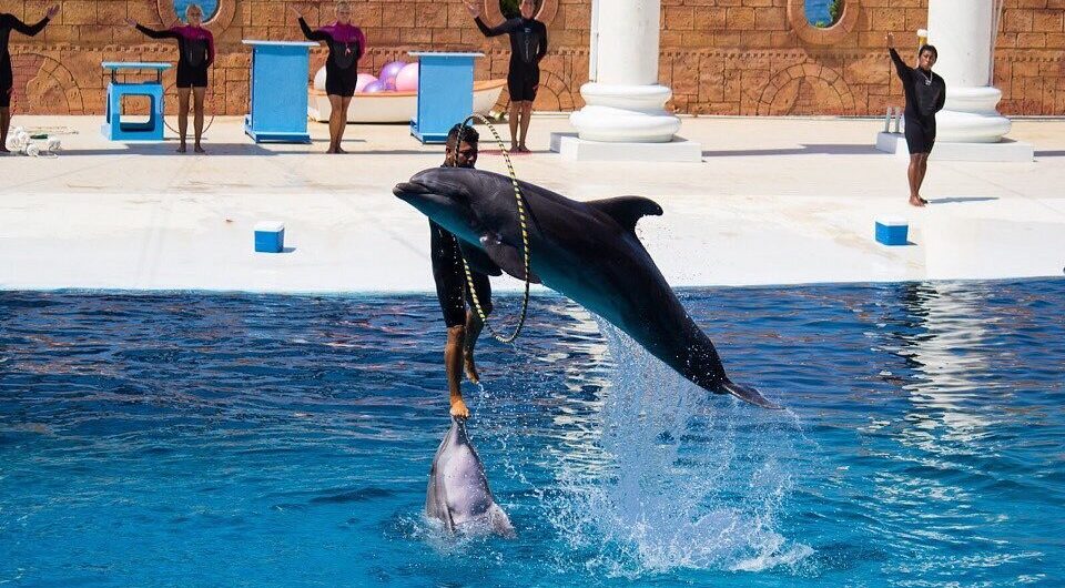 delfinarium hurghada