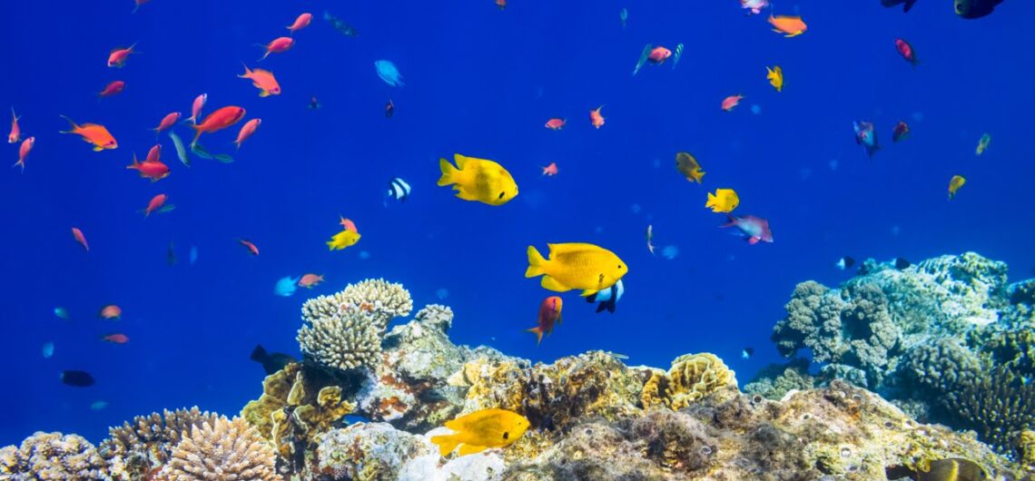 watch colored fish in red sea excursion