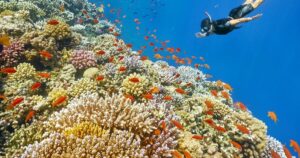 ras mohamed national park sharm excursion
