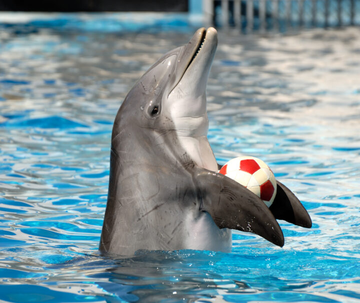 Delfinų šou Šarm el Šeiche – bilietai ir transferas iš viešbučio