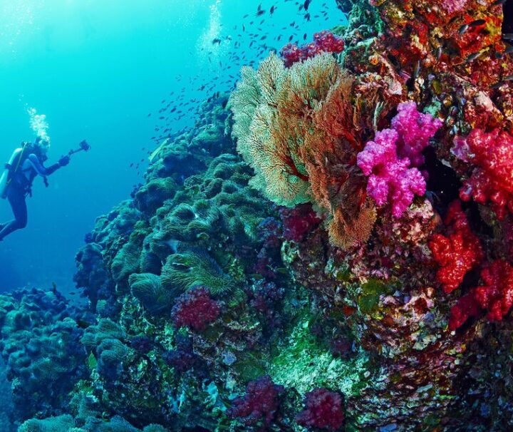 Nardymo ir snorkelingo kelionė laivu į Ras Mohammed ir White Island