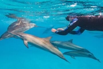 Dolphin House & Samadai Reef Snorkeling Tour from Marsa Alam
