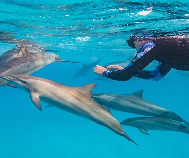 Dolphin House & Samadai Reef Snorkeling Tour from Marsa Alam