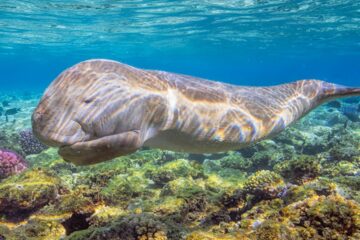 Marsa Mubarak Snorkeling Trip from Marsa Alam – Turtles & Dugongs
