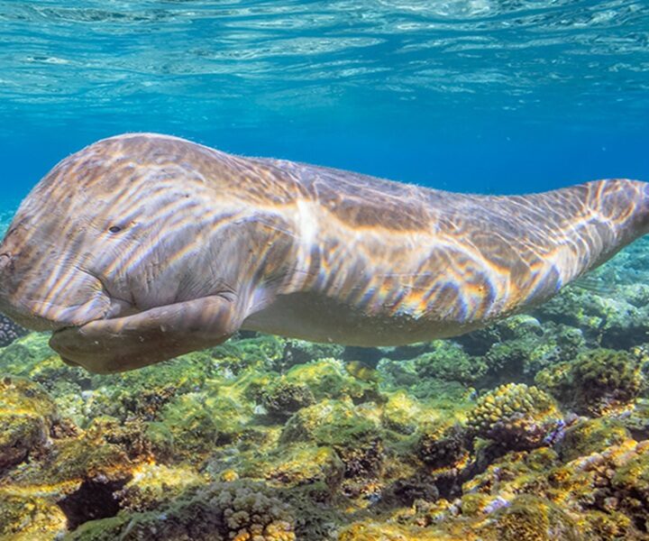 Marsa Mubarak Snorkeling Trip from Marsa Alam – Turtles & Dugongs