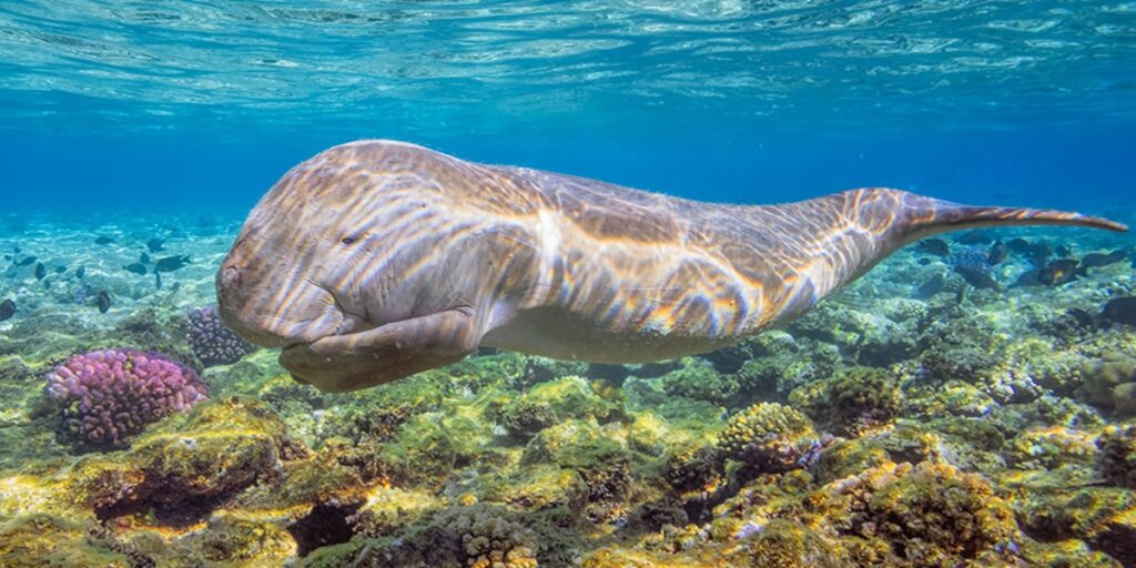Excursions from Marsa Alam